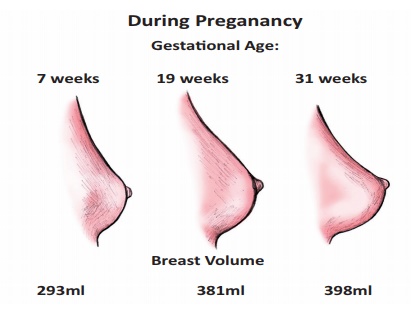 Maternal Physiological Changes During Pregnancy