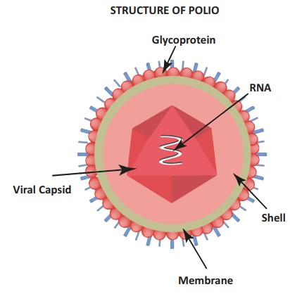 Pak Fights Polio on X: 