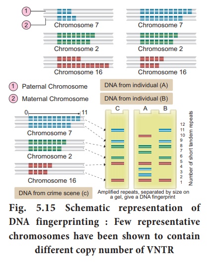 Hound liberal koste DNA fingerprinting technique - Steps, Application - Molecular Genetics
