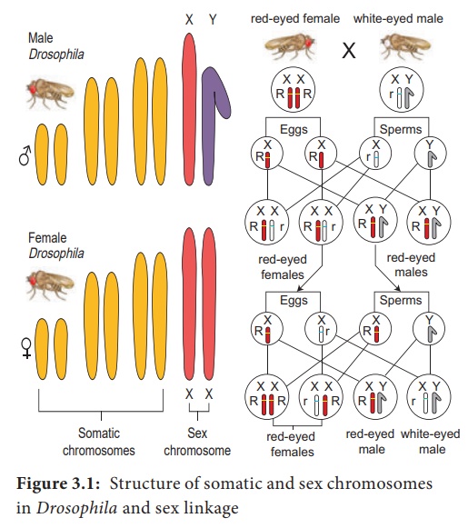 Chromosome Theory Of Inheritance