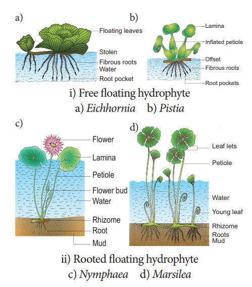Ecological adaptations - Plant Ecology