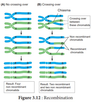 Crossing Over - Mechanism, Types, Importance, Recombination - Botany ...