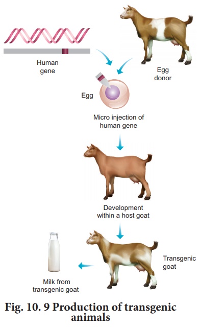 Transgenic Animals - Applications of biotechnology