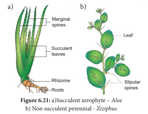 Ecological adaptations - Plant Ecology