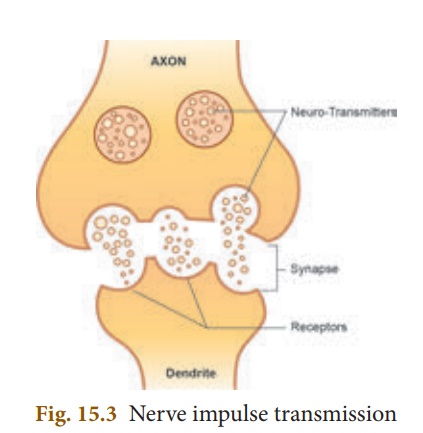 nerve impulses travel axons