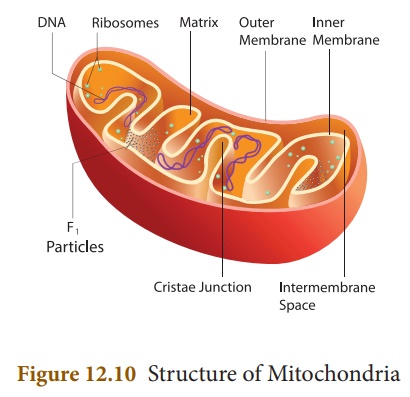 mitochondria assignment pdf bsc 1st year