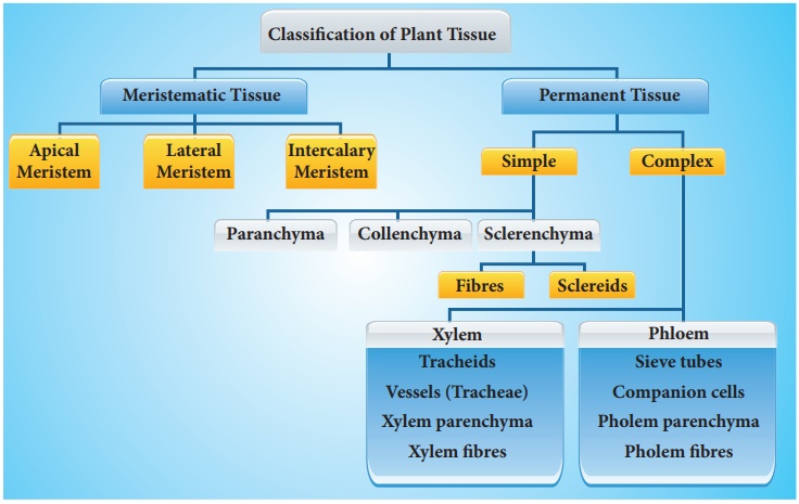 Complex tissues - Classification, elements | Plant Permanent Tissue