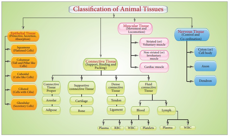 Connective Tissue - Classification/Types, Functions | Animal Tissue