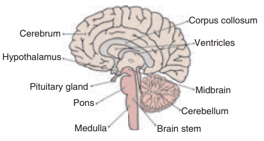 drawing of the human brain. | TikTok