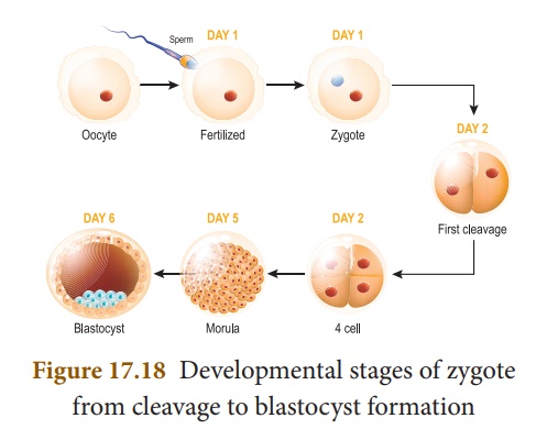 cleavage in fertilization