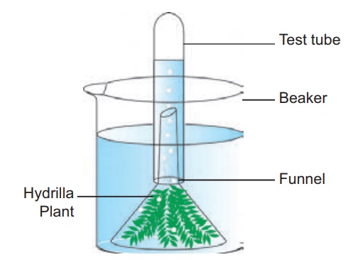 photosynthesis funnel demonstration sunlight apparatus