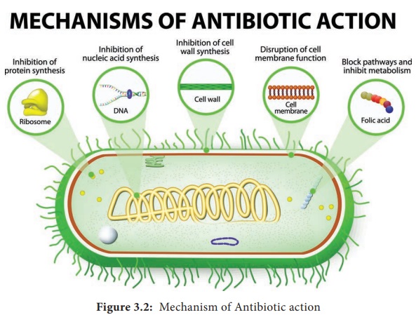 Mode of Action of Antibiotics - Microbiology