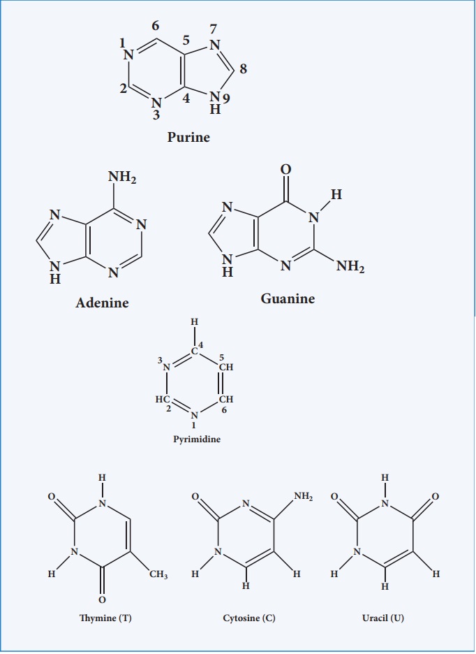 nucleic acid diagram structure