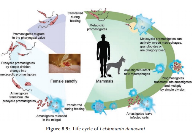 leishmaniasis life cycle diagram