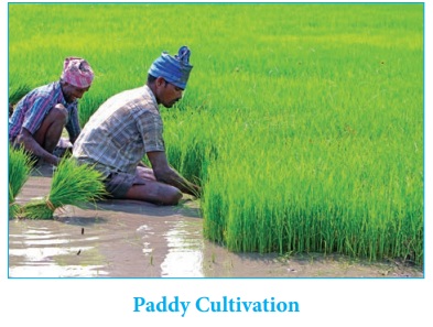 agriculture in tamil nadu essay