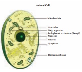 Plant cell and Animal cell - The Cell | Term 2 Unit 5 | 6th Science