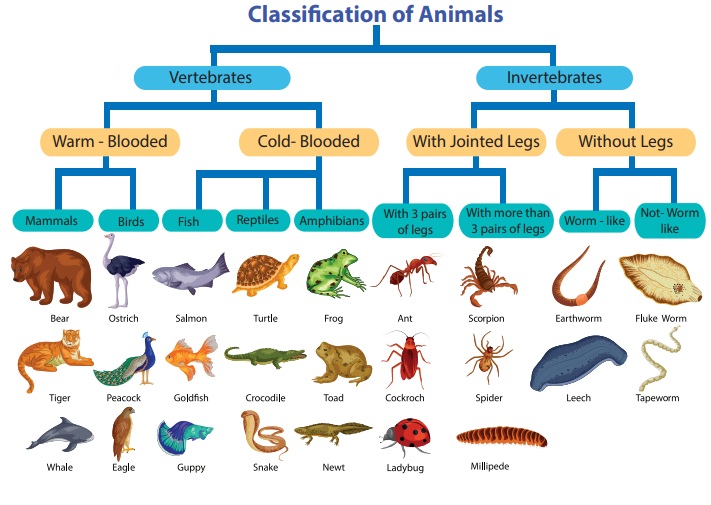 Classification of Animal - Term 2 Unit 5 | 7th Science