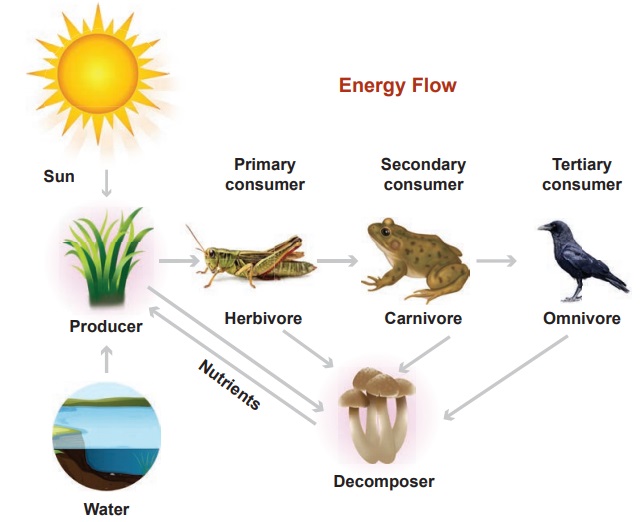 Food Chain and Food Web - Our Environment | Term 3 Unit 4 | 6th Science