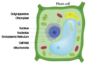 Plant cell and Animal cell - The Cell | Term 2 Unit 5 | 6th Science