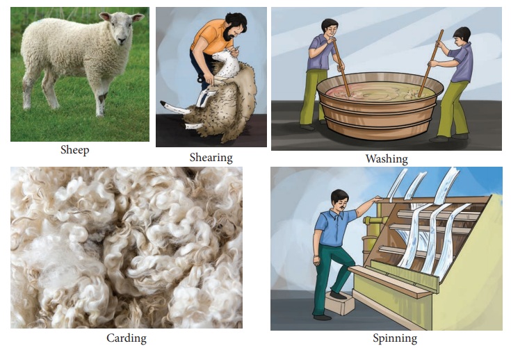 Animal products used as clothing or Animal Fibres - Animals in Daily Life |  Term 3 Unit 5 | 7th Science
