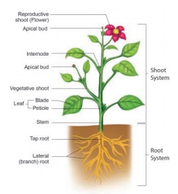 Plant forms and functions - The Living World of Plants | Term 1 Unit 4 ...