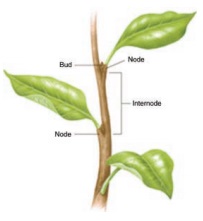 Plant forms and functions - The Living World of Plants | Term 1 Unit 4 ...