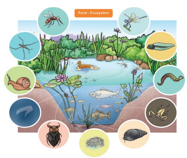 The Ecosystem - Our Environment | Term 3 Unit 4 | 6th Science