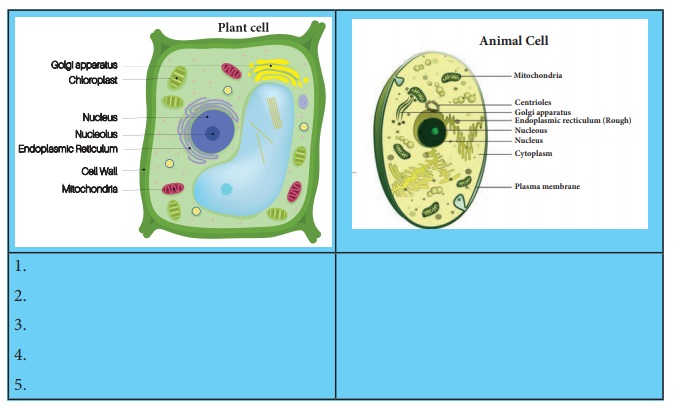 Plant and Animal cell comparison - Cell Biology | Term 2 Unit 4 | 7th  Science