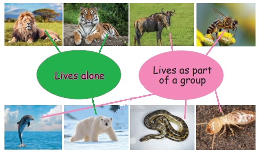 Life of Animals - Term 3 Chapter 2 | 4th Science