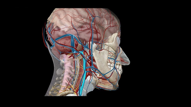 Human Nervous System and Sensory Organs