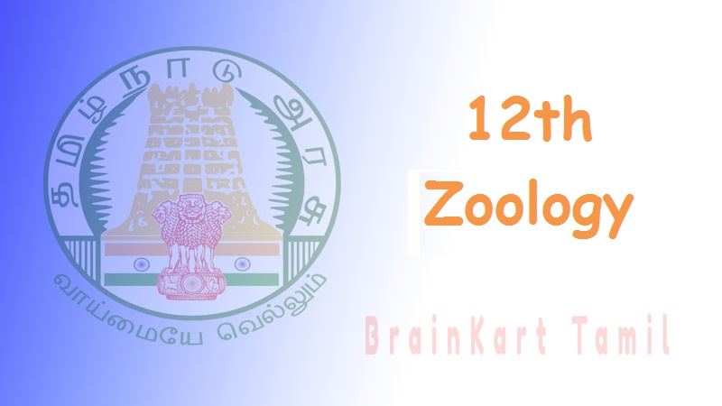 Zoology 12th Std ( TN 12th Zoology English Medium ) - Important Questions  Answers, Question Paper, Lecture Notes, Study Material